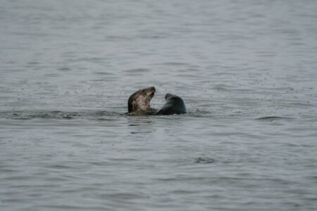 Seal's head breaking the surface of calm grey water