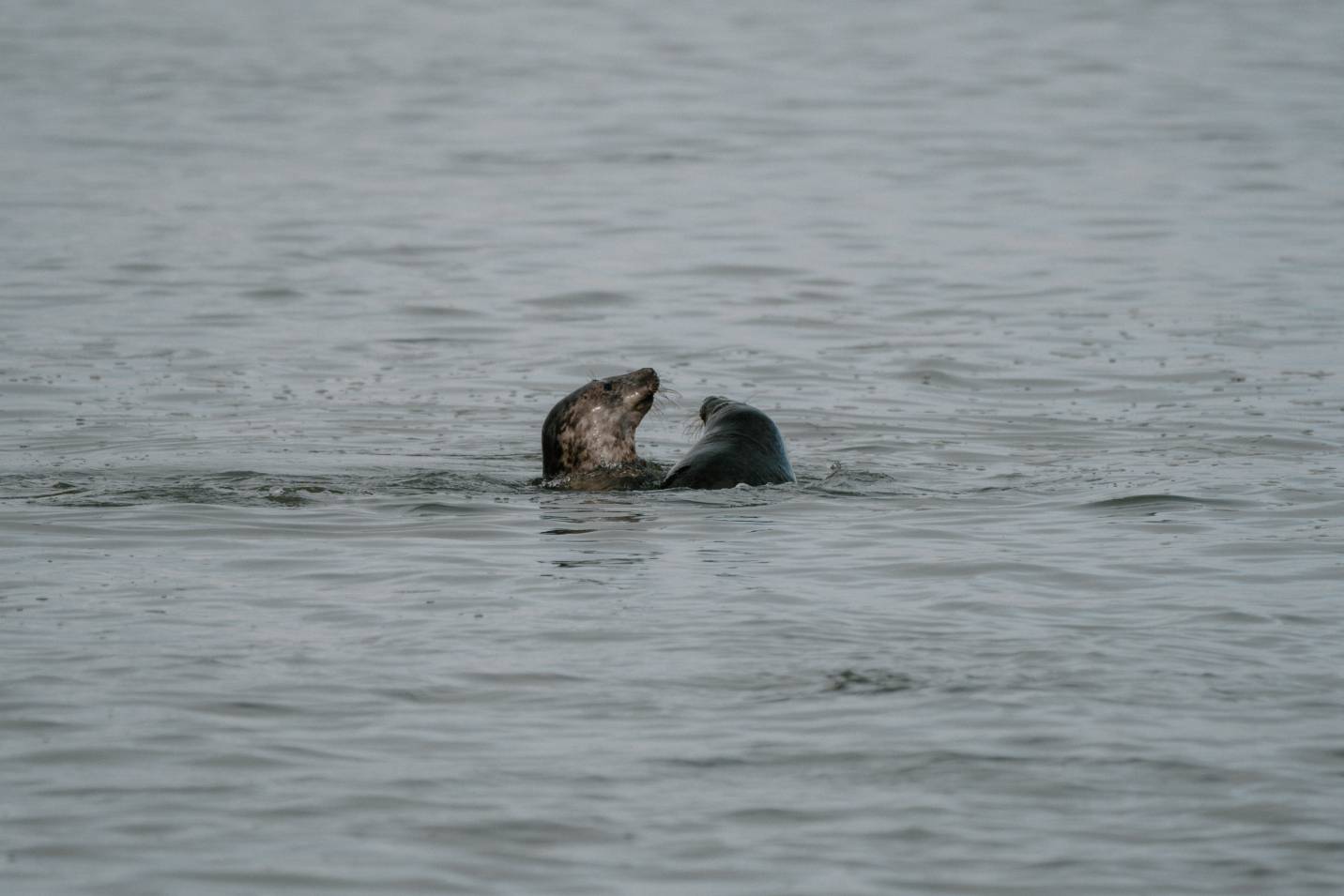 Newburgh Seal Beach