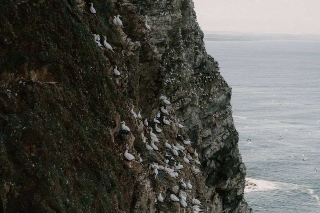 Gannets nesting on a steep coastal cliff face above the sea
