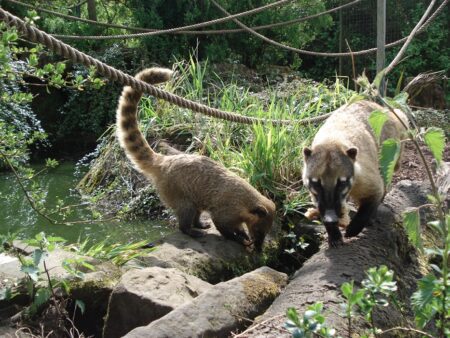 Two coatis with ringed tails drink from a pond beside rocks