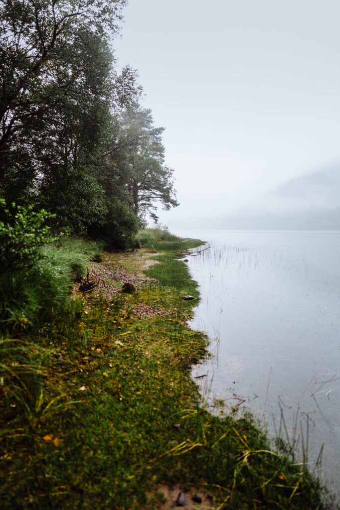 The wooded shore of Loch Eck.