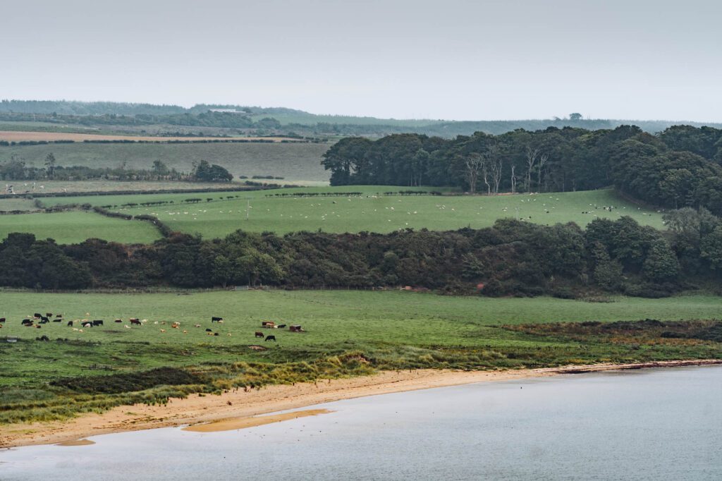 Scalpsie Bay's sand and the green fields behind, from above.