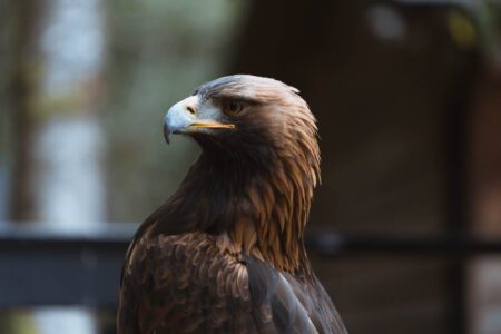 A golden eagle on its perch, looking out over its shoulder.