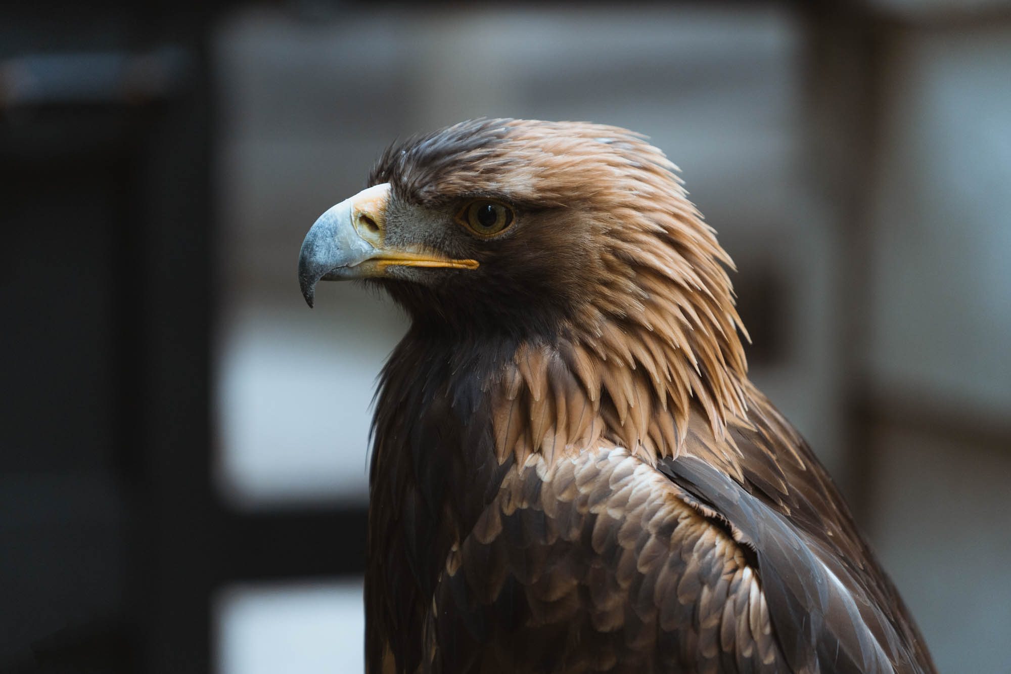Loch Lomond Bird of Prey Centre