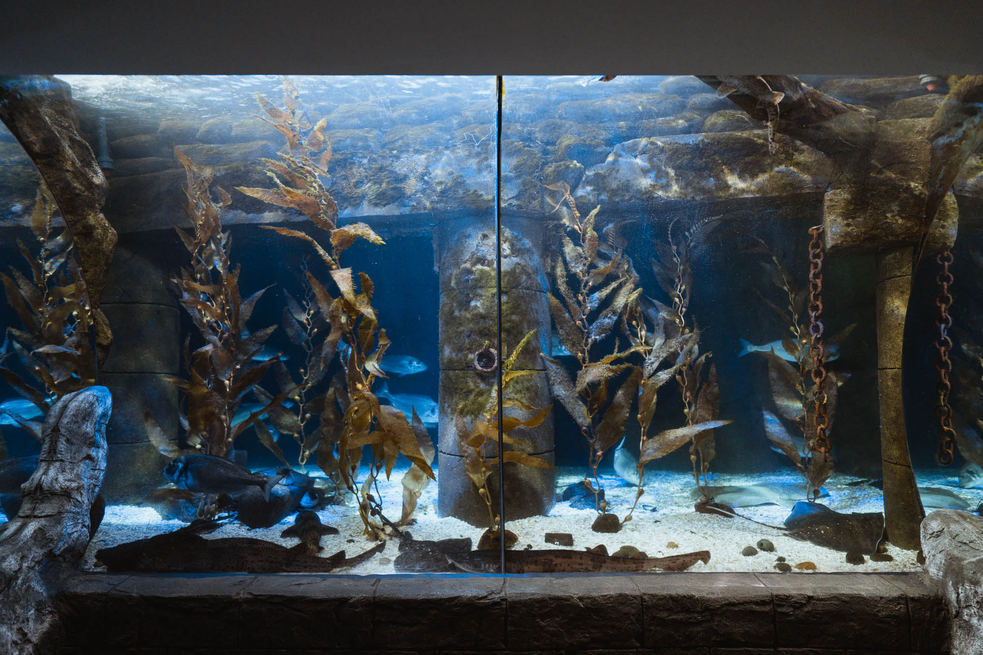 Sea Life Loch Lomond Aquarium