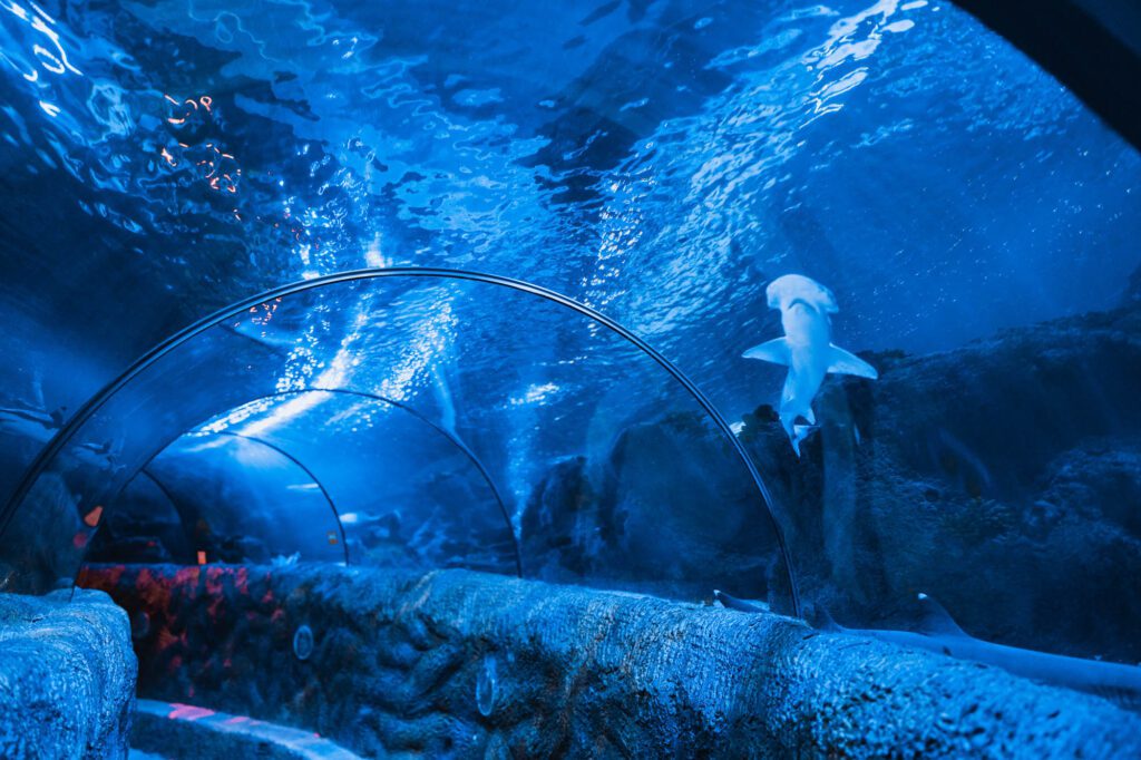 A shark gliding over the walk-through tunnel.