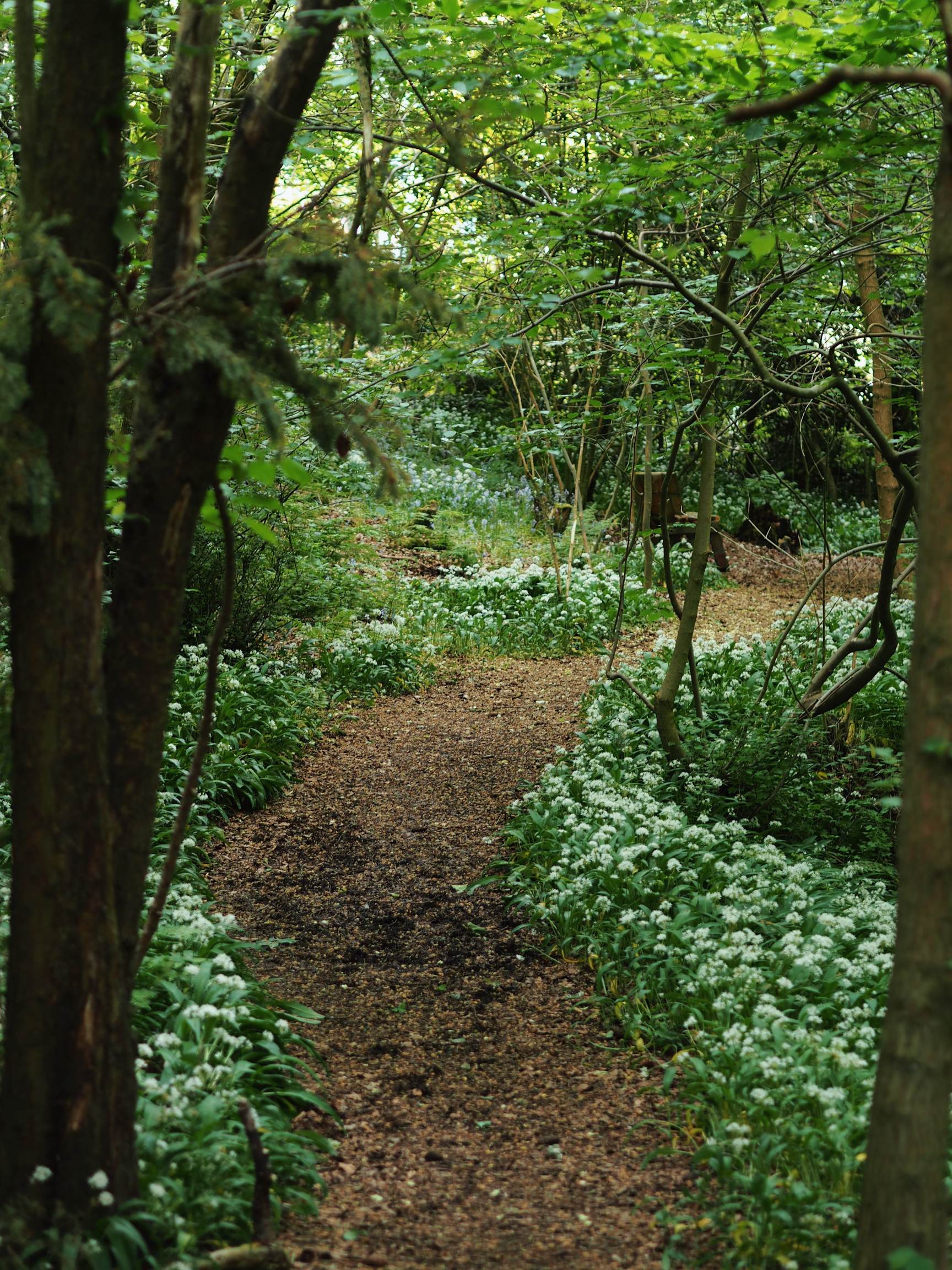 Harmeny Community Woodland