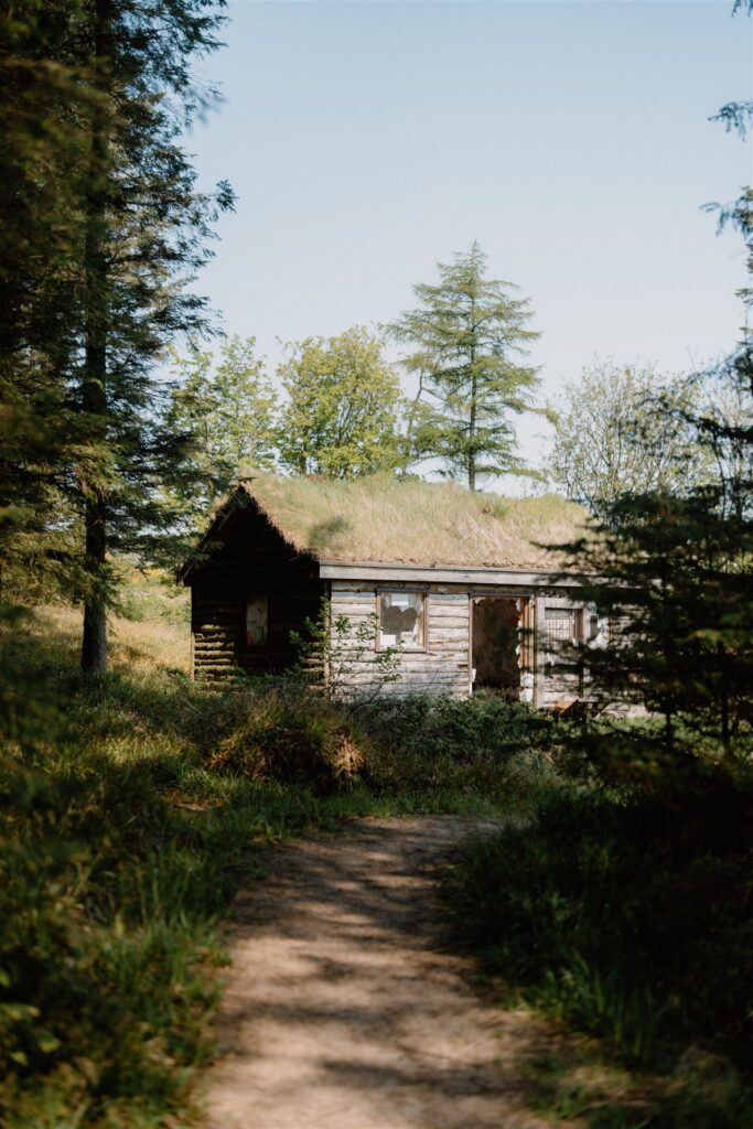 The Library in the Woods