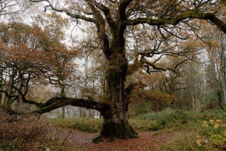Birnam Oak