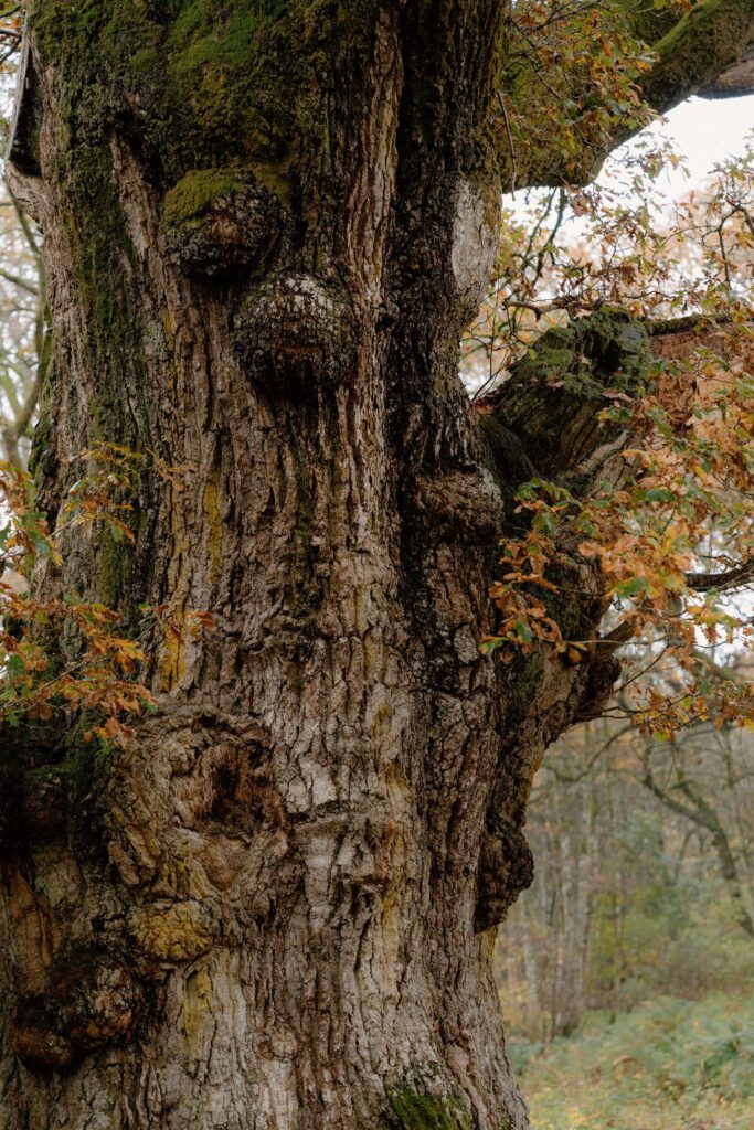 Birnam Oak