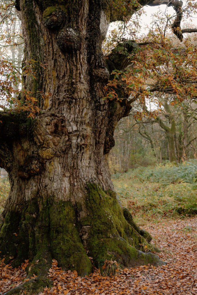 Birnam Oak