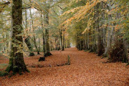 Fallen leaves cover a woodland path lined with tall beech trees