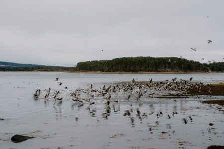 Flock of birds taking flight over a wide estuary near a wooded shoreline