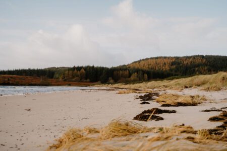 Seaweed and dune grass scattered across a sandy beach backed by woodland