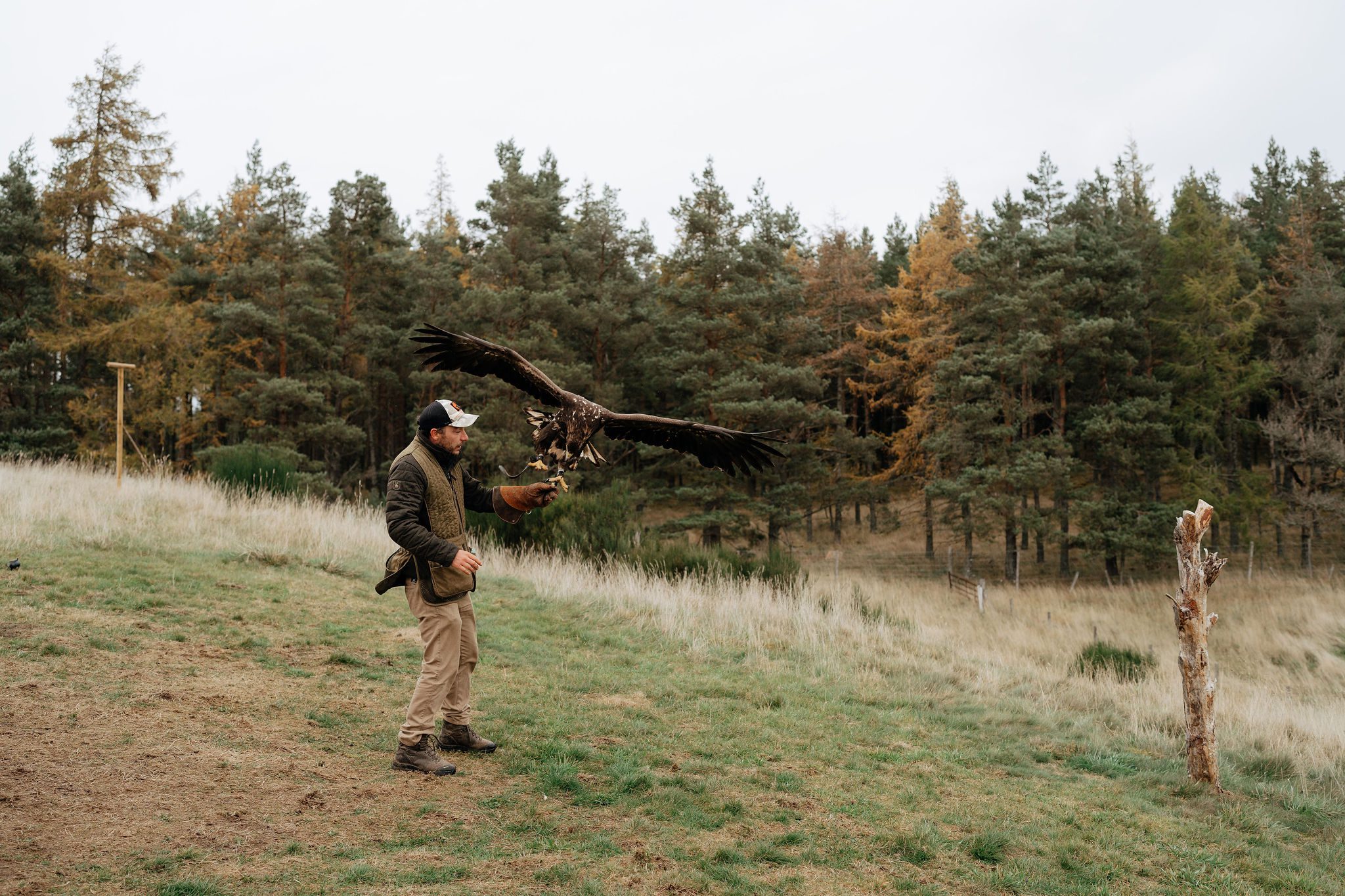Rothiemurchus Falconry