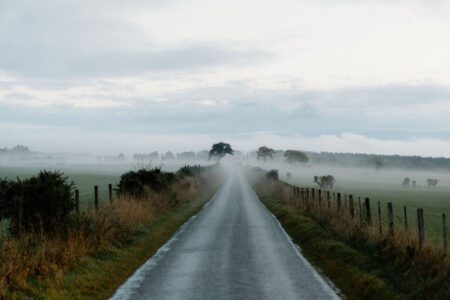 Straight road through misty fields with grazing cattle in the distance