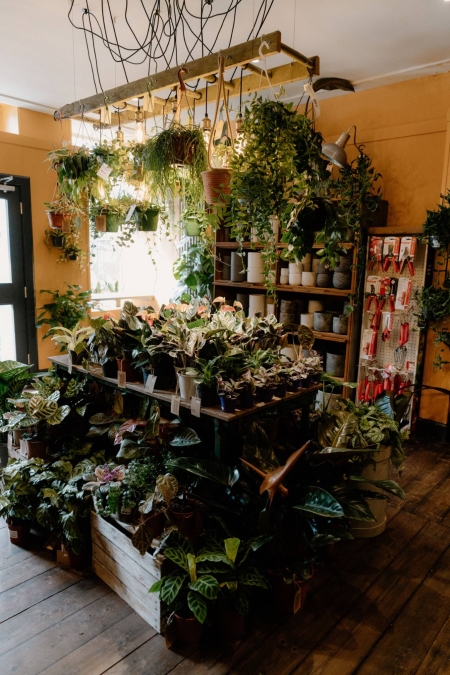 Houseplants crowd wooden shelves and hanging baskets in a plant shop