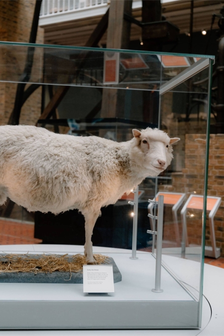 Dolly the Sheep