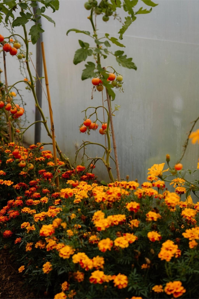 Raasay Walled Garden