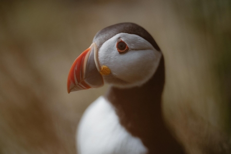 A puffin in close view, its bill striped orange and grey.