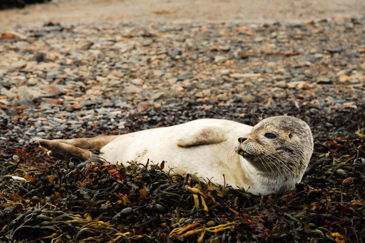 A common seal hauled out on weed-covered shingle, watching the water.