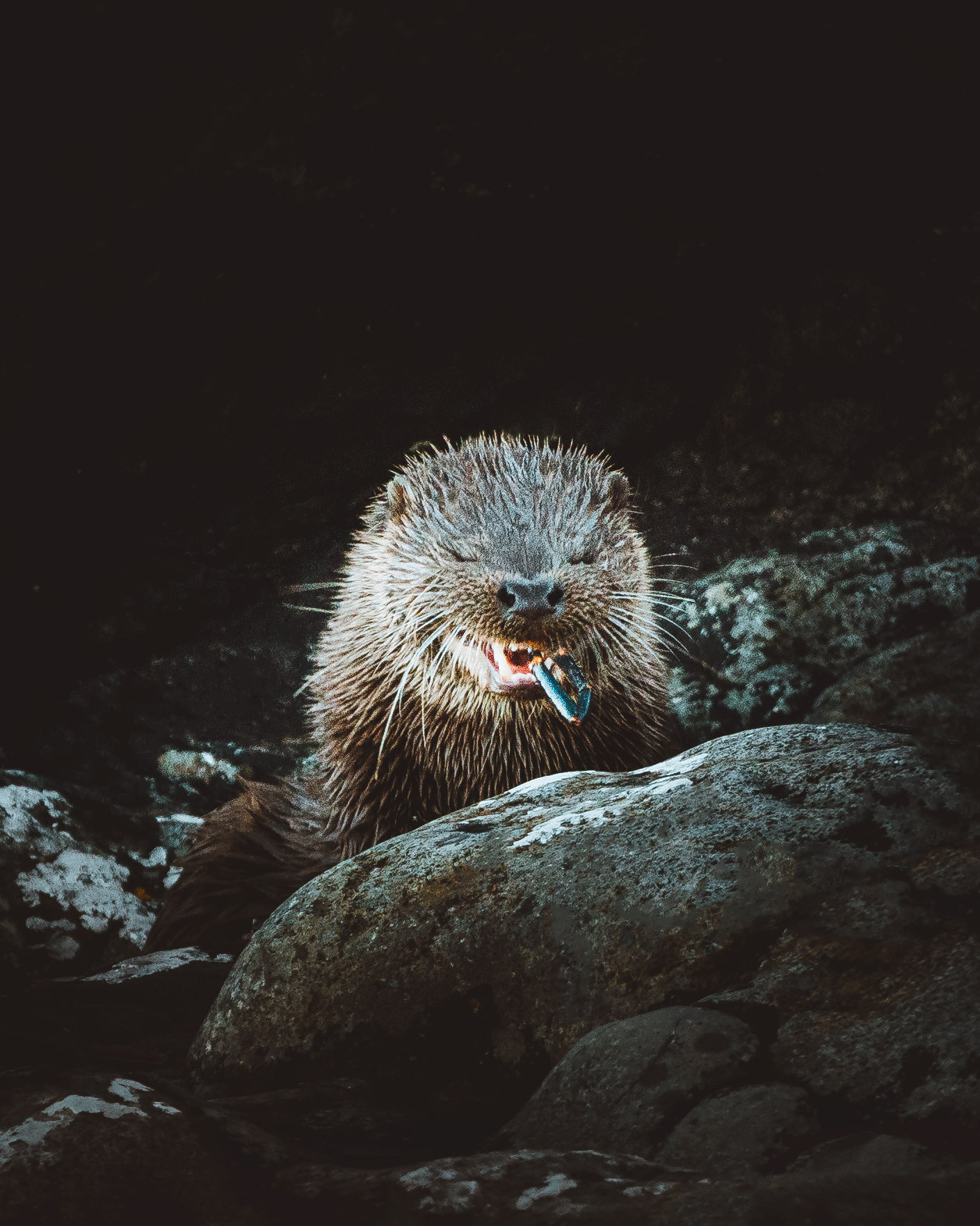 In Search of Otters on Islay