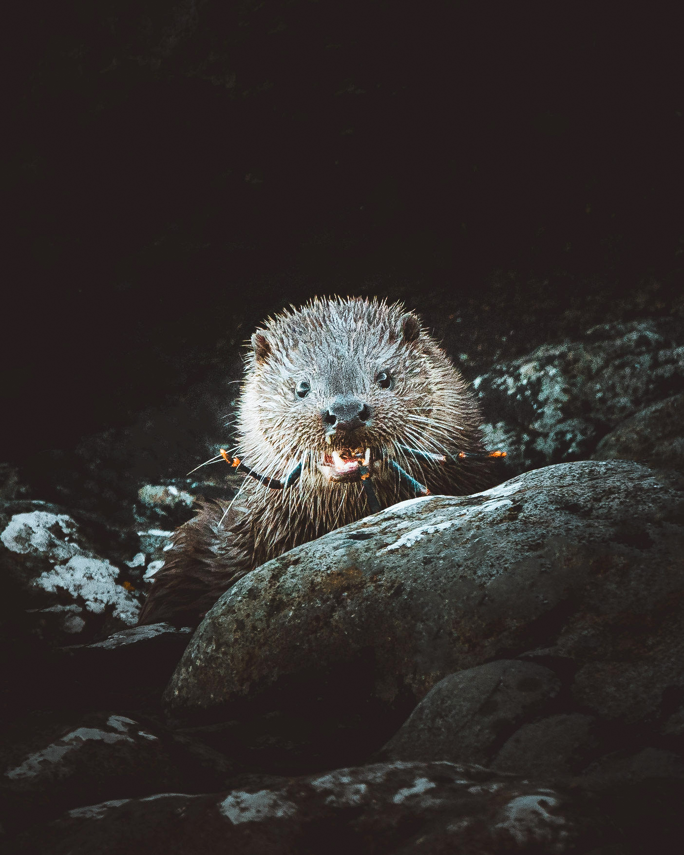 In Search of Otters on Islay