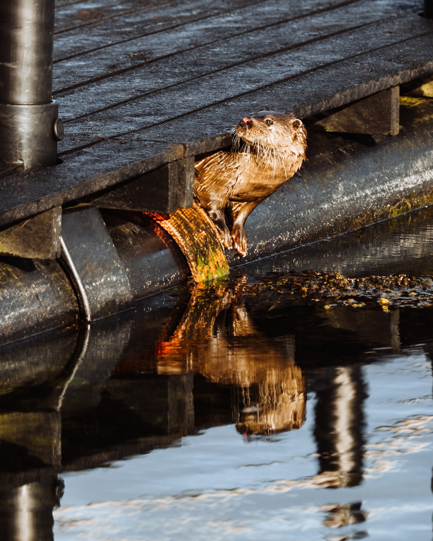 In Search of Otters on Islay