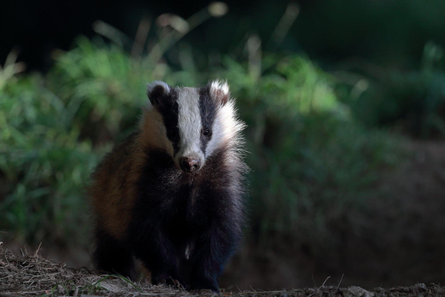 Illusive Creatures - Wildlife spotting by day and night
