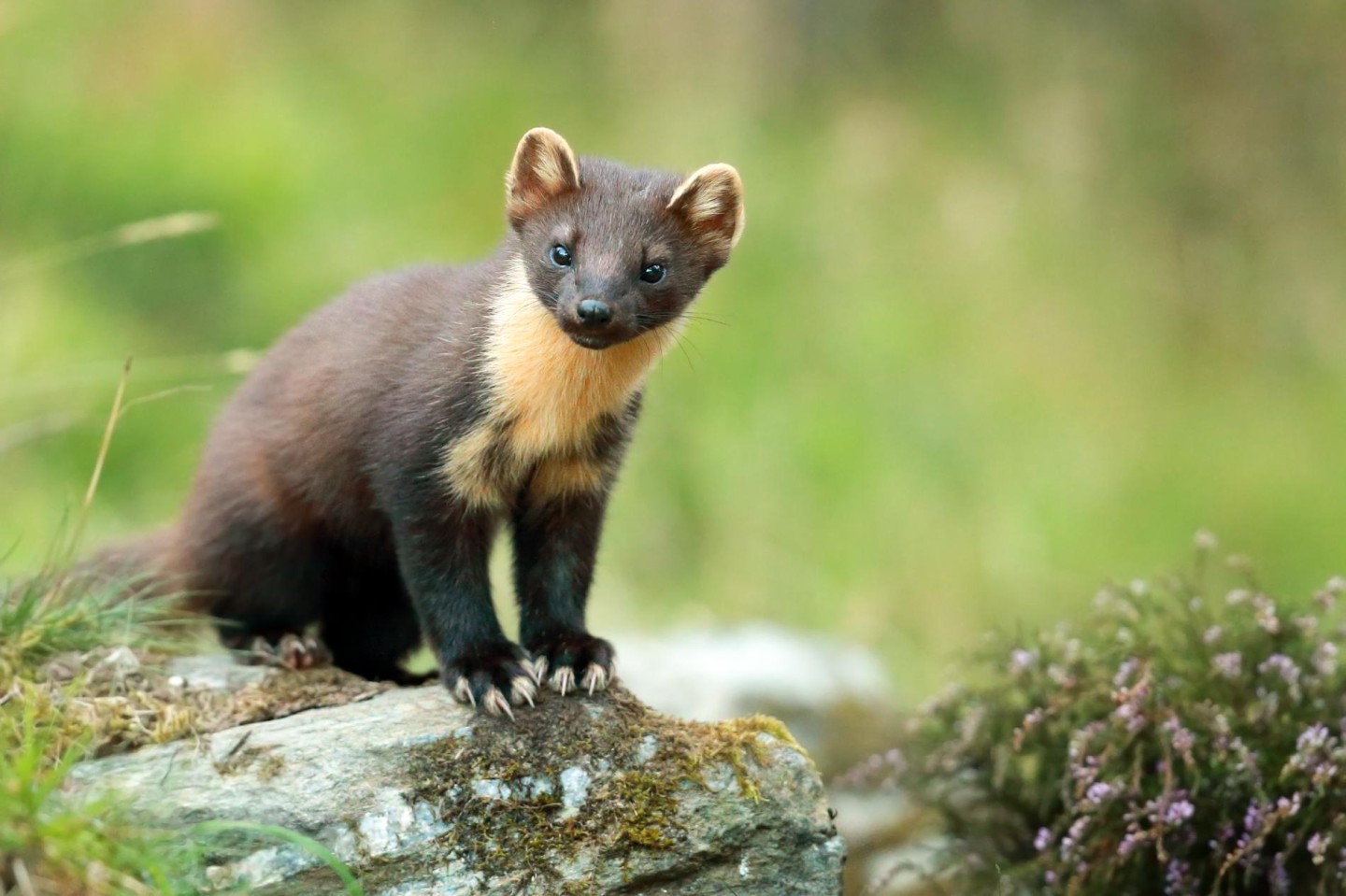 Illusive Creatures - Wildlife spotting by day and night