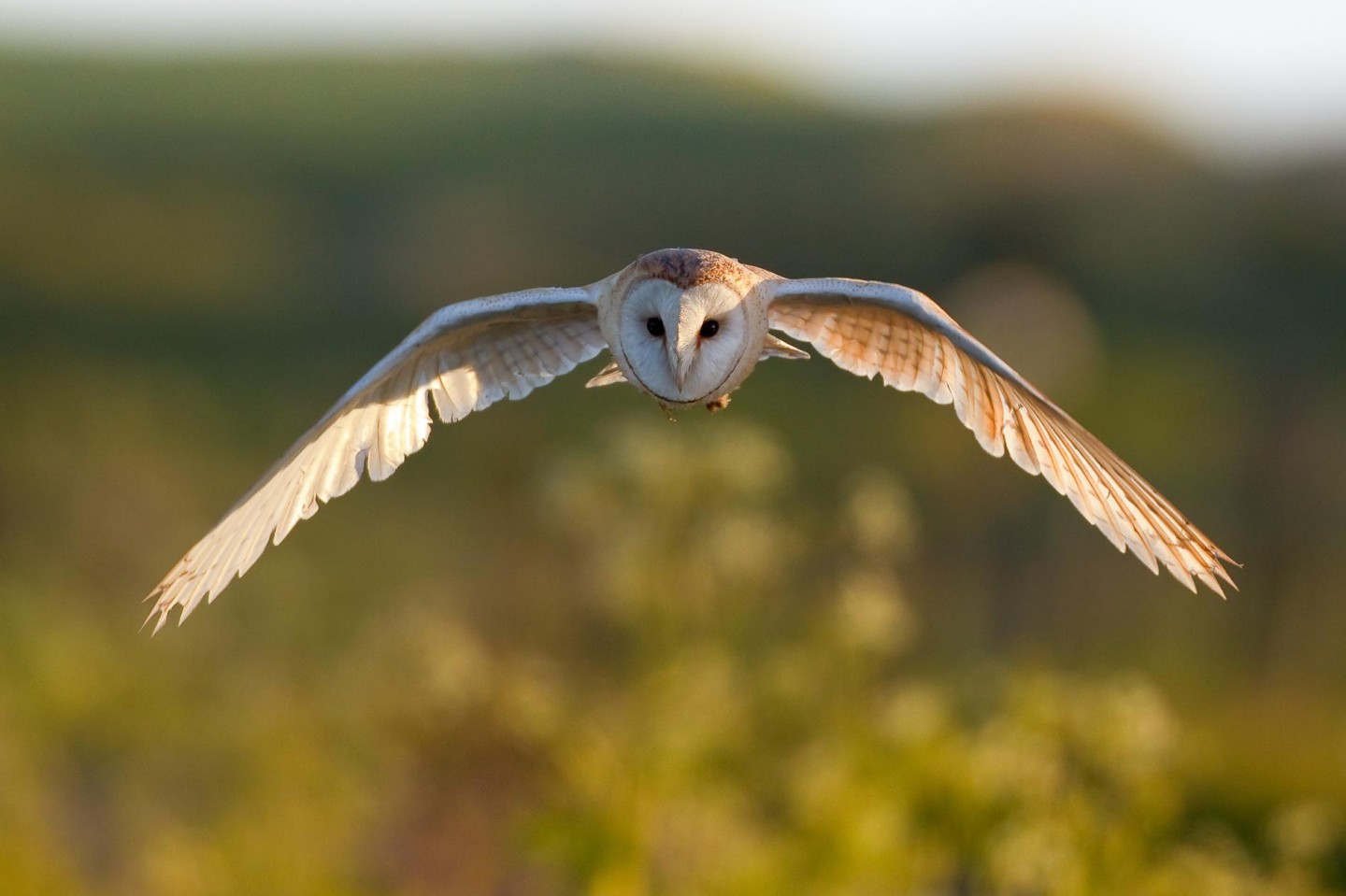 Illusive Creatures - Wildlife spotting by day and night