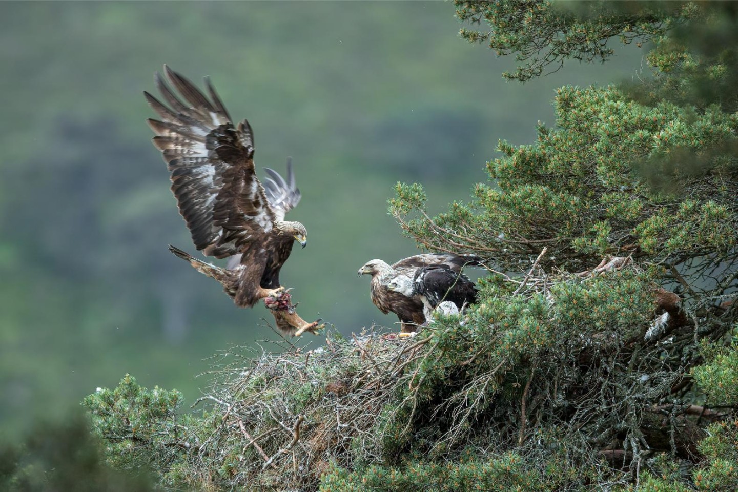 Golden Eagles at Glen Tanar