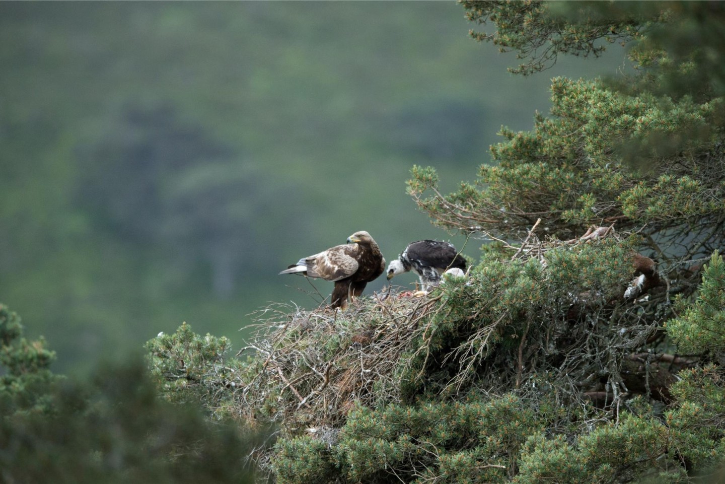 Golden Eagles at Glen Tanar