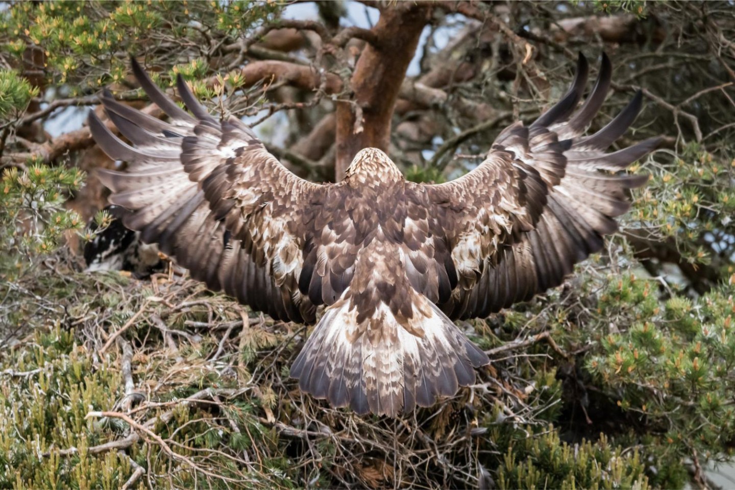 Golden Eagles at Glen Tanar