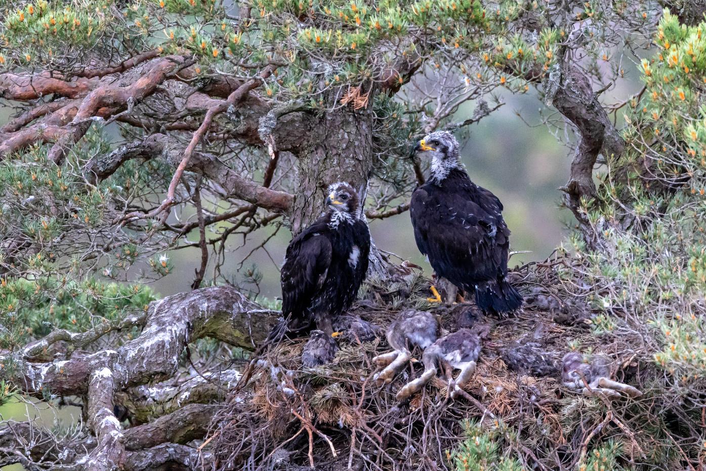 “The footage captured of the eagles was jaw dropping and beyond all our wildest dreams.”