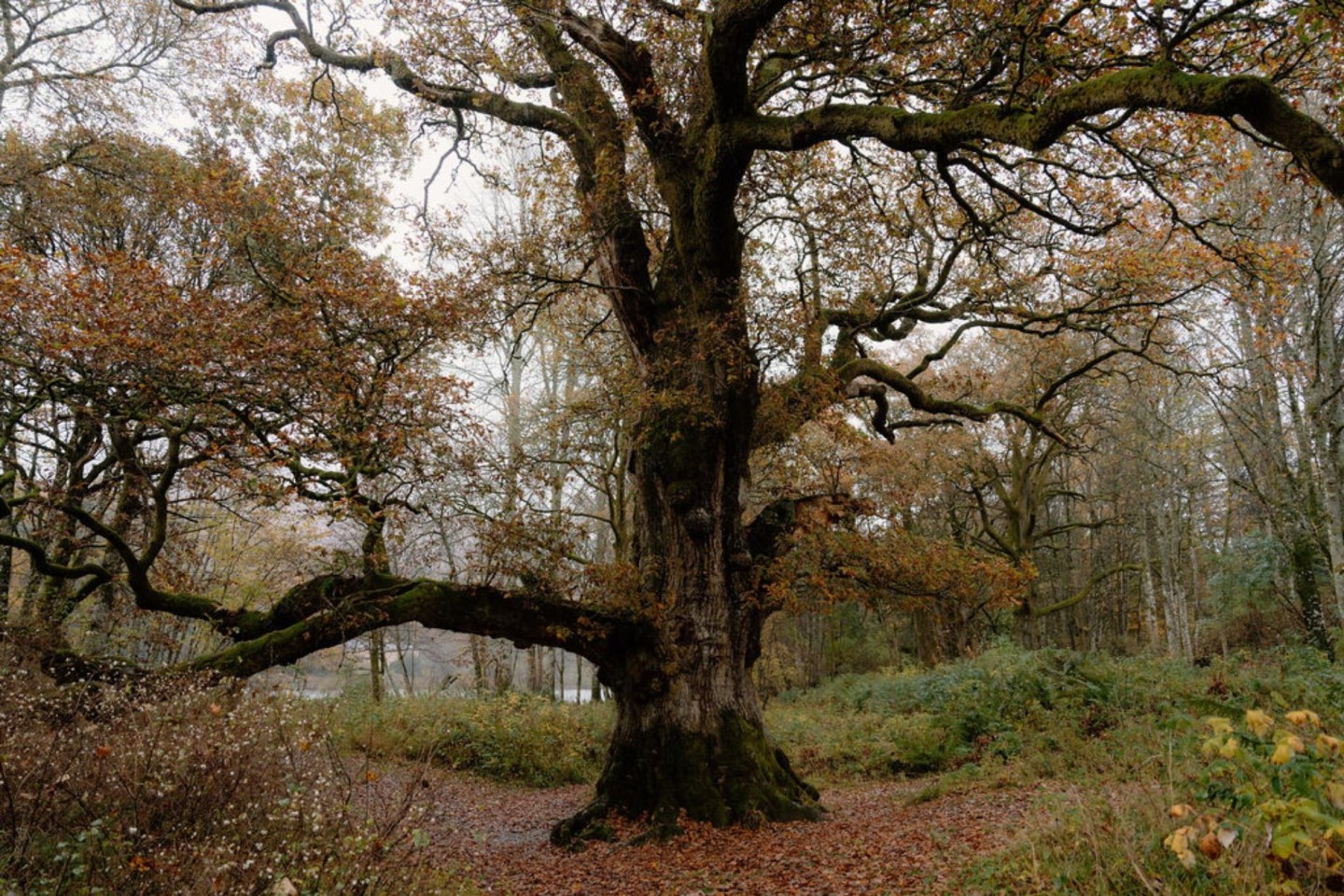 A Walking Guide to Dunkeld