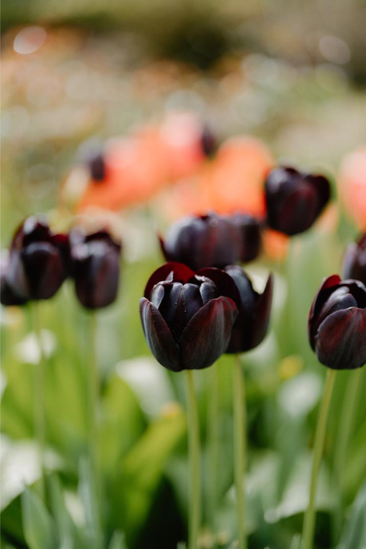 Scotland’s Secret Gardens