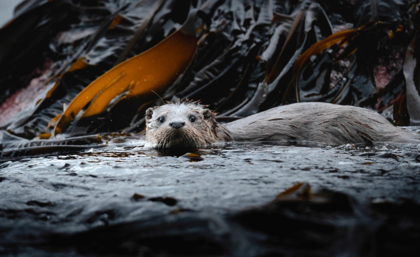 Illusive Creatures - Wildlife spotting by day and night