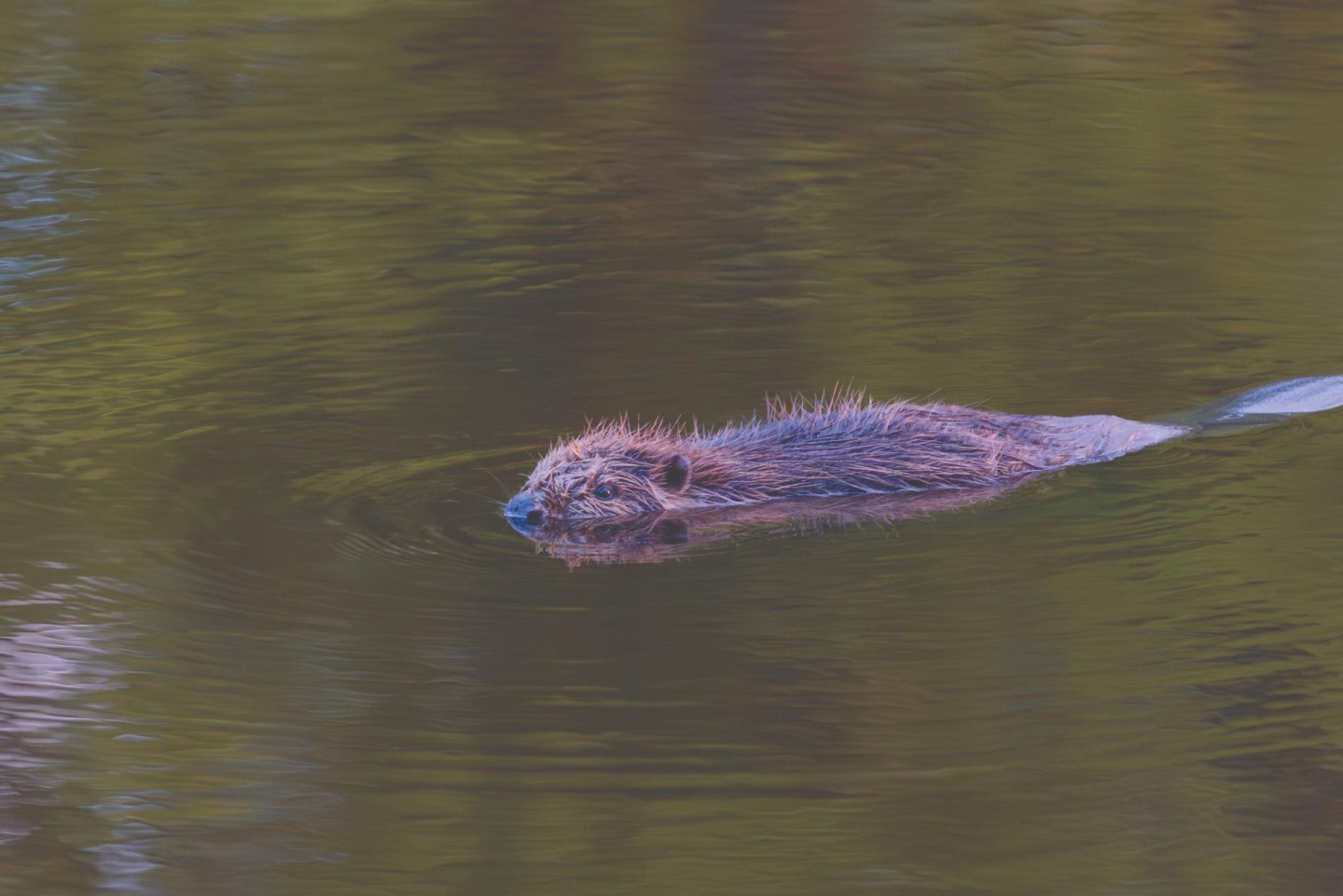 Beaver, is that you?