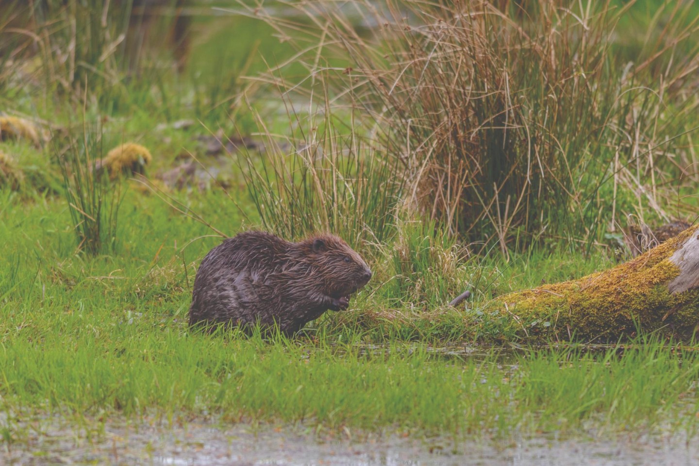 How to spot beavers