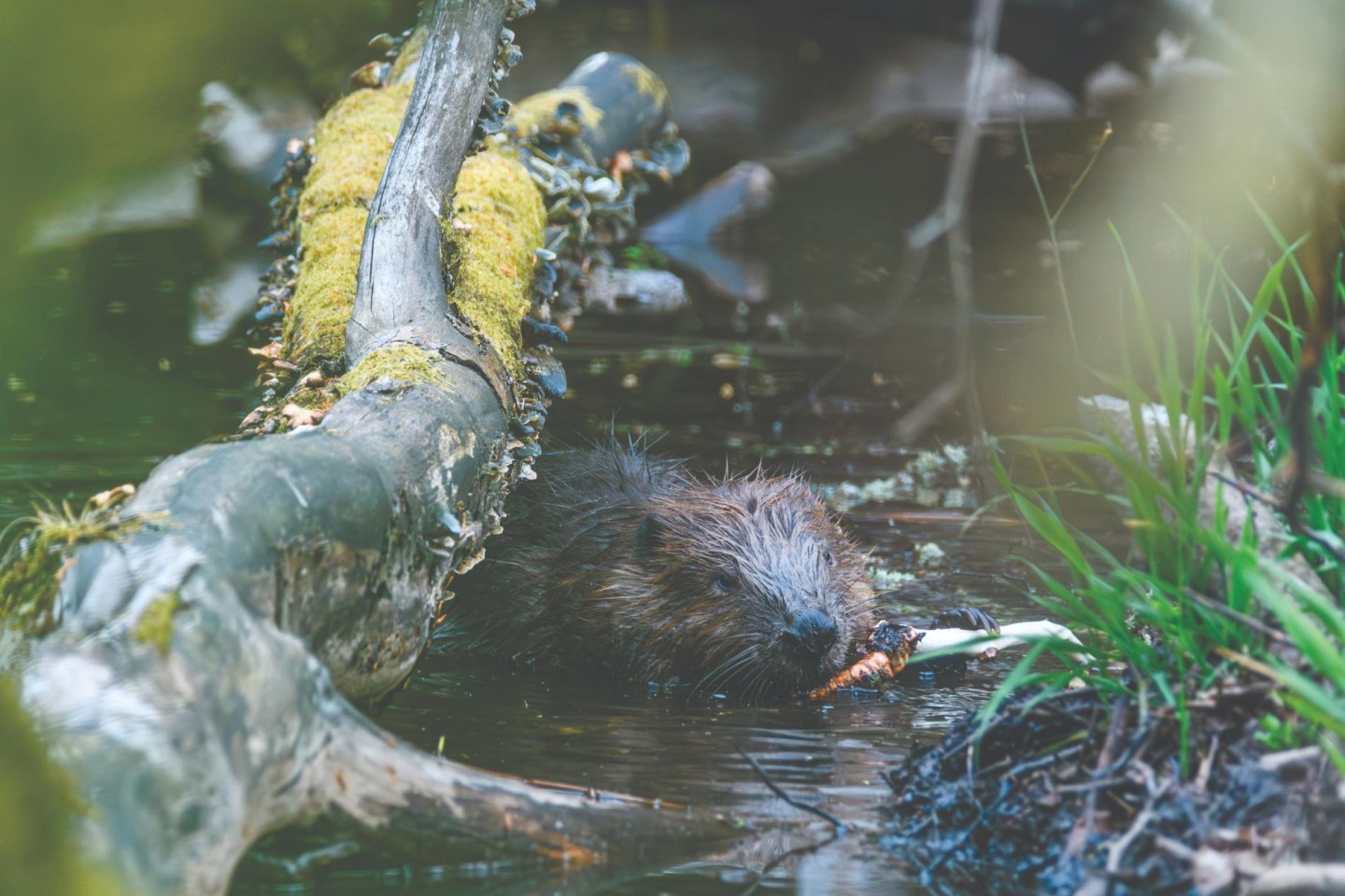 Beaver, is that you?