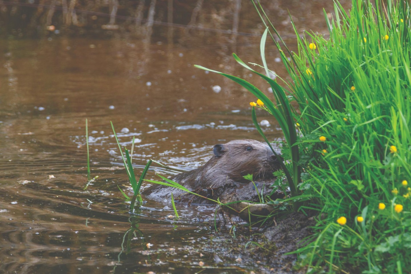 Beaver, is that you?