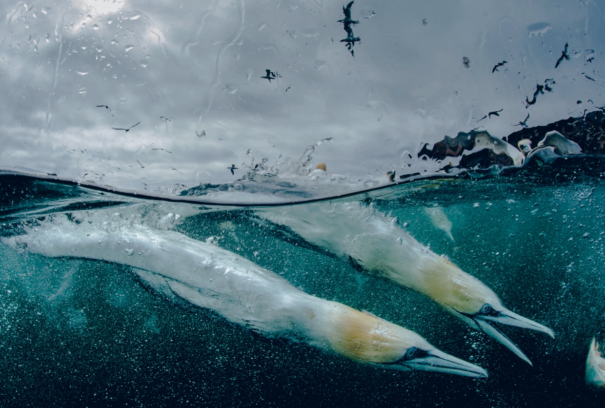 In to the Deep - Underwater Gannets