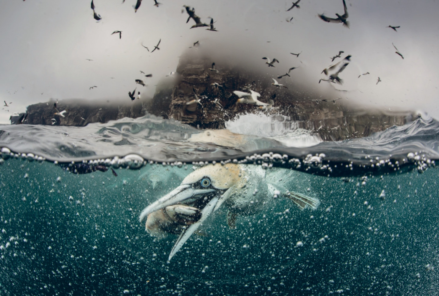 In to the Deep - Underwater Gannets