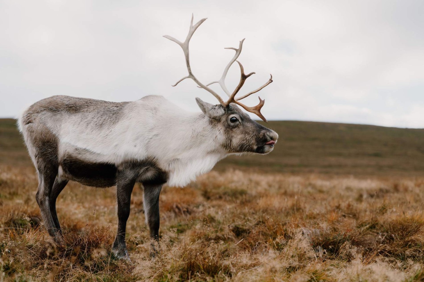 A Weekend Exploring the Cairngorms