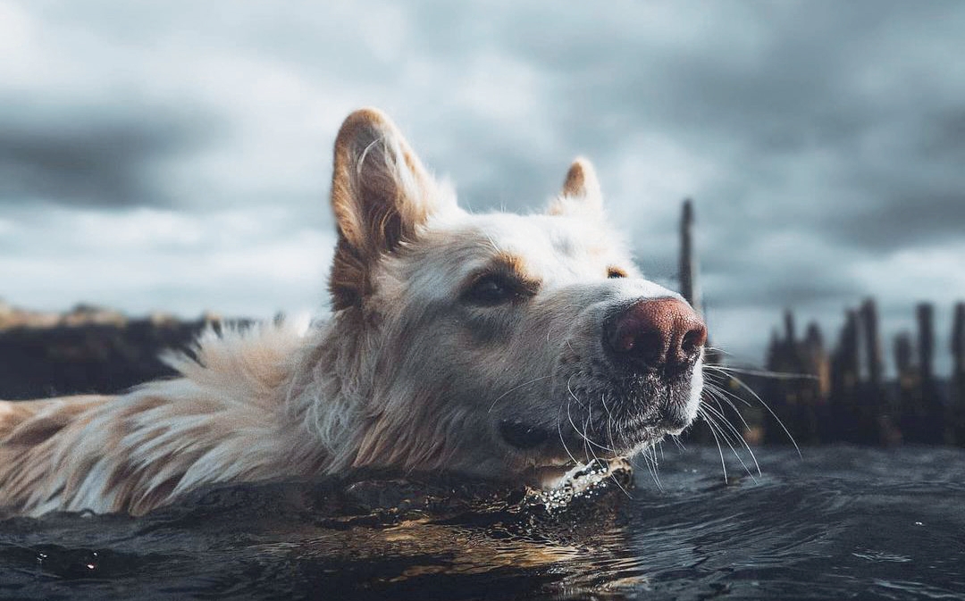A Dog Lover’s Guide to Scotland