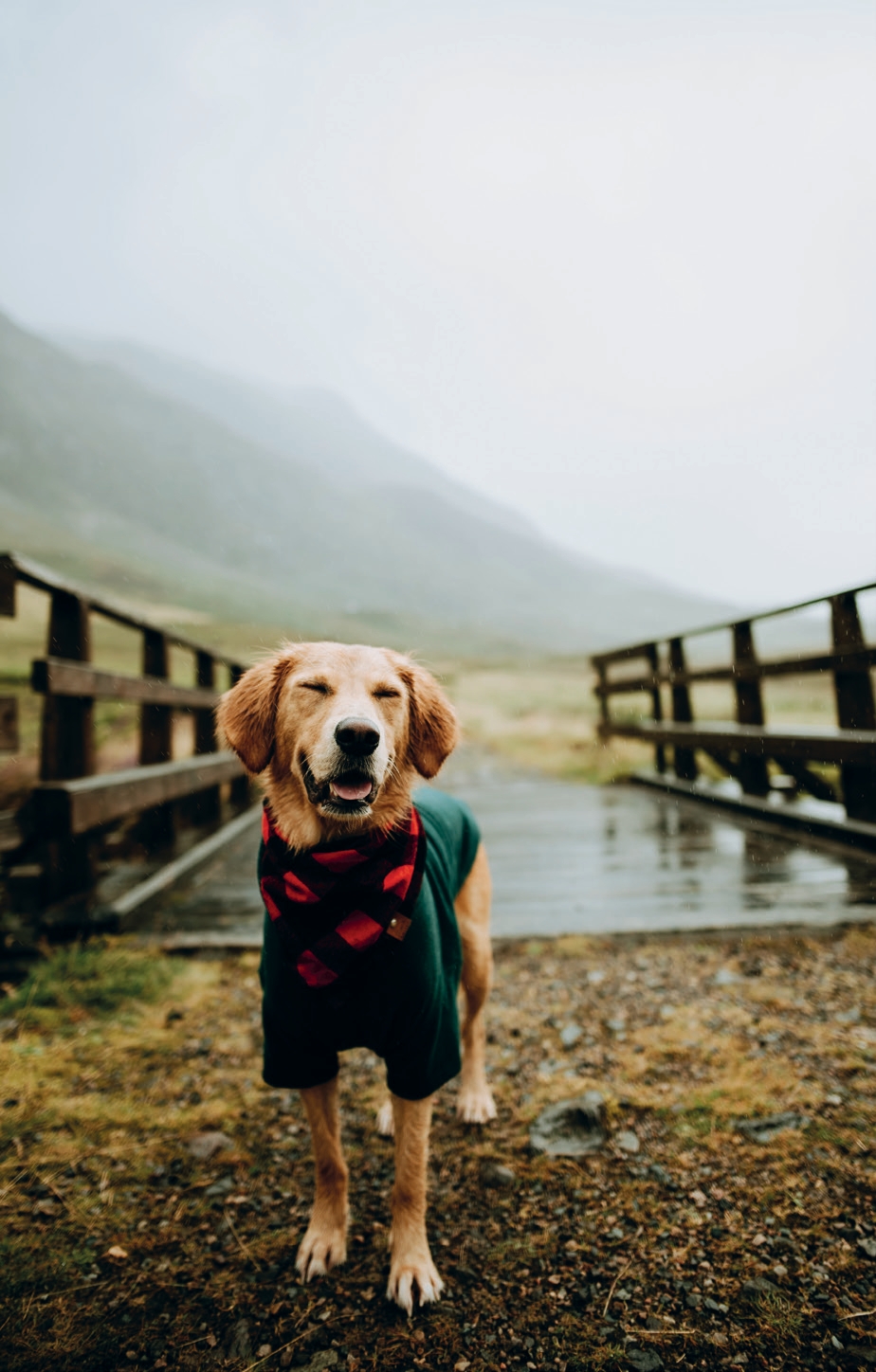 A Dog Lover’s Guide to Scotland