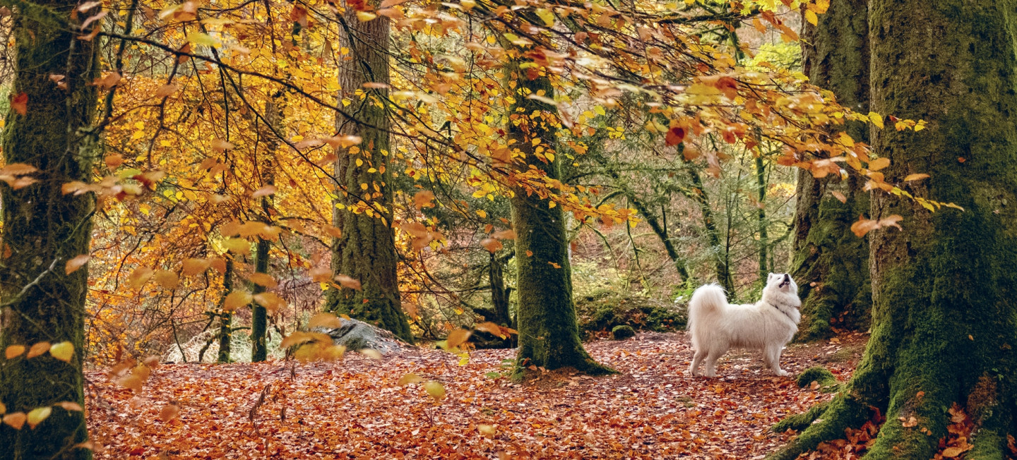 A Dog Lover’s Guide to Scotland