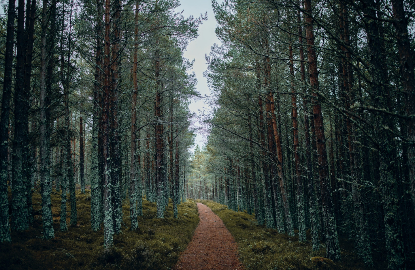 The Caledonian Forest