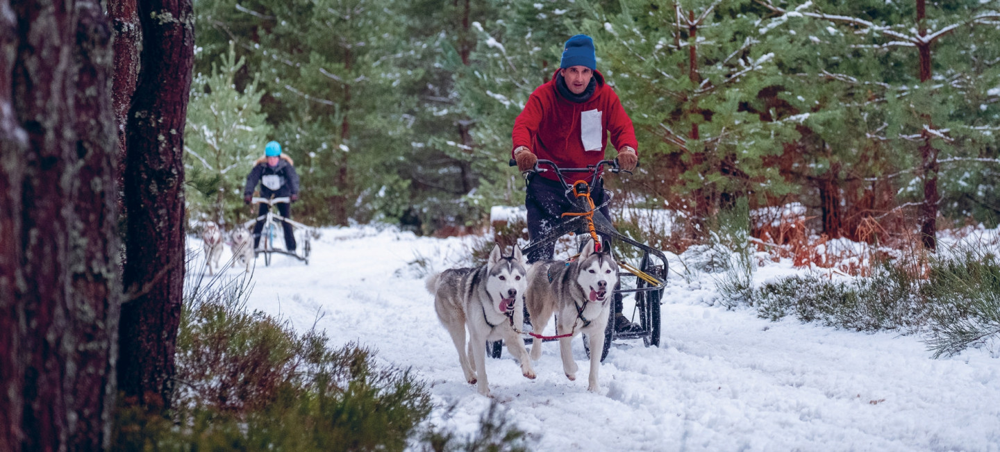 A Dog Lover’s Guide to Scotland